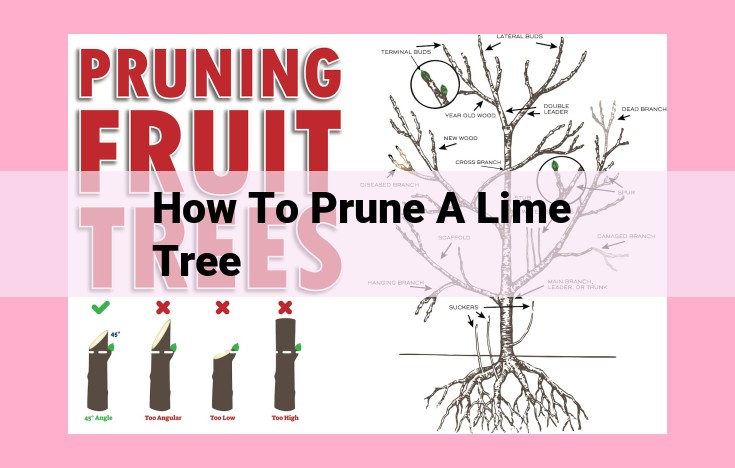 how to prune a lime tree