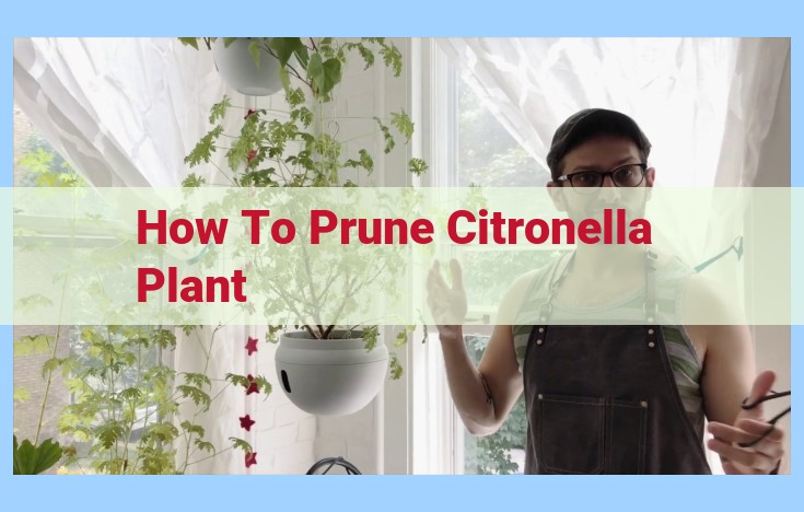 how to prune citronella plant