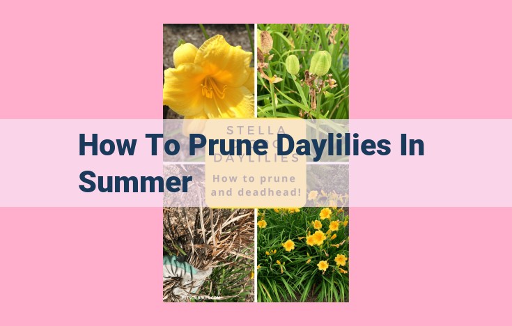 how to prune daylilies in summer