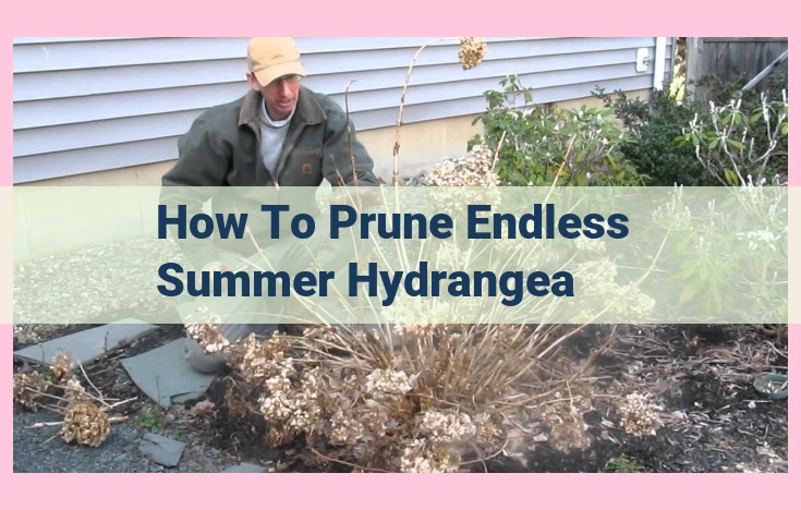 how to prune endless summer hydrangea