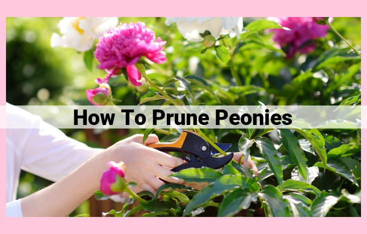 how to prune peonies