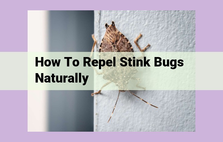 how to repel stink bugs naturally