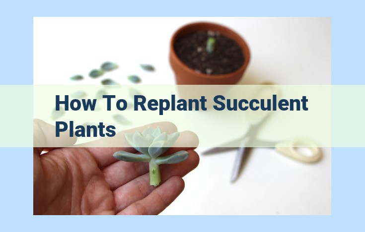 how to replant succulent plants