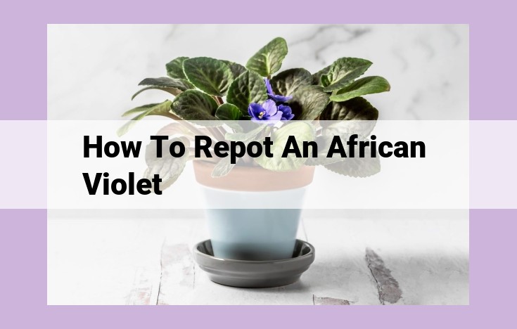 how to repot an african violet