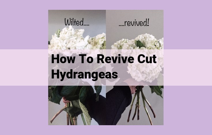 how to revive cut hydrangeas