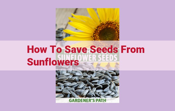 how to save seeds from sunflowers