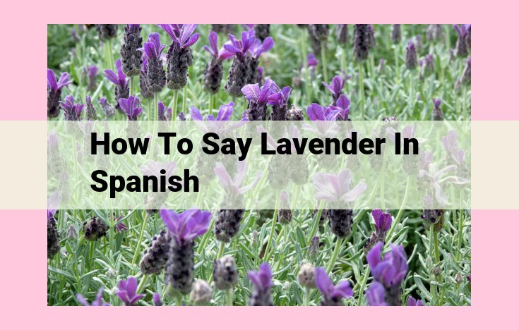 how to say lavender in spanish