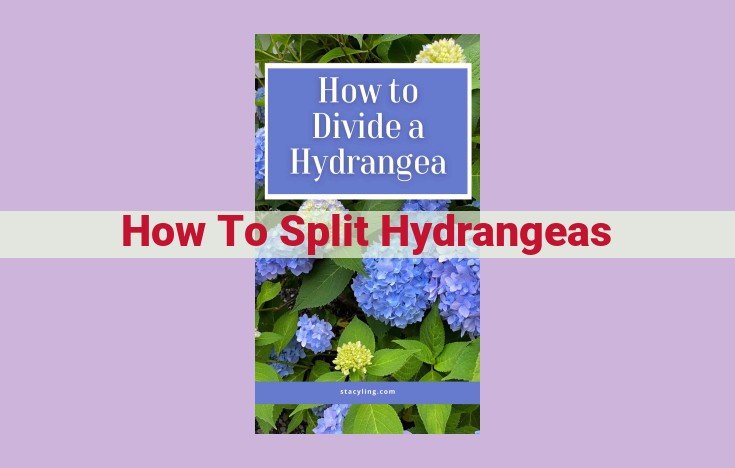 how to split hydrangeas