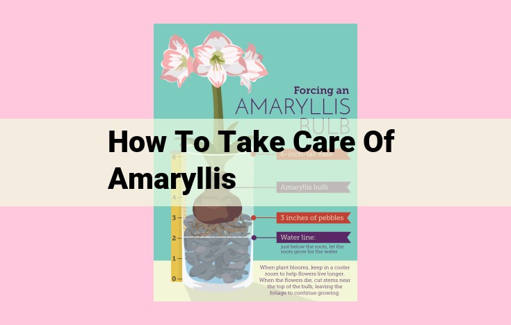 how to take care of amaryllis