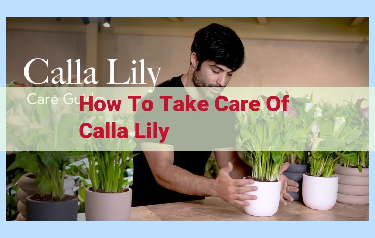 how to take care of calla lily