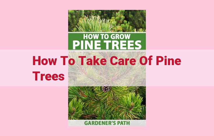 how to take care of pine trees