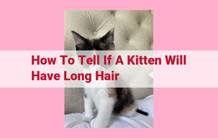 how to tell if a kitten will have long hair