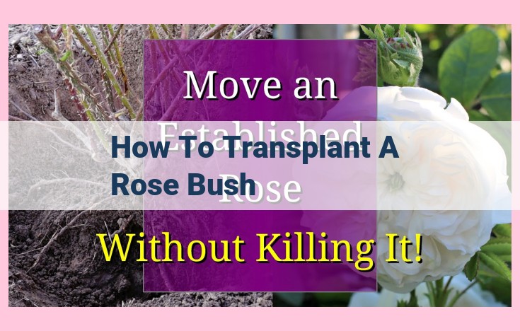 how to transplant a rose bush