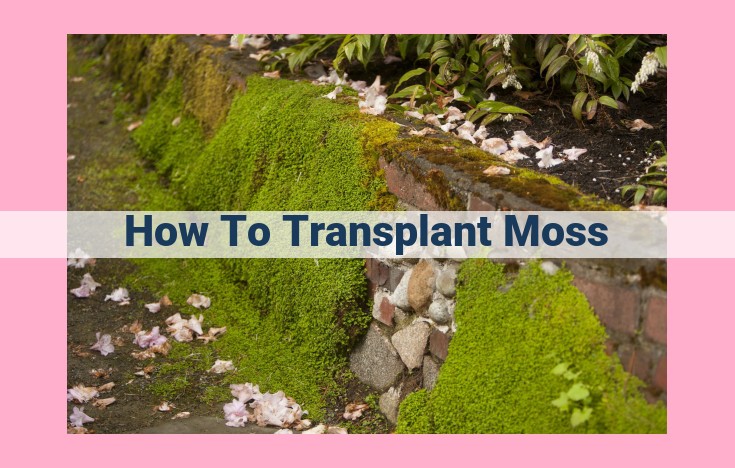 how to transplant moss