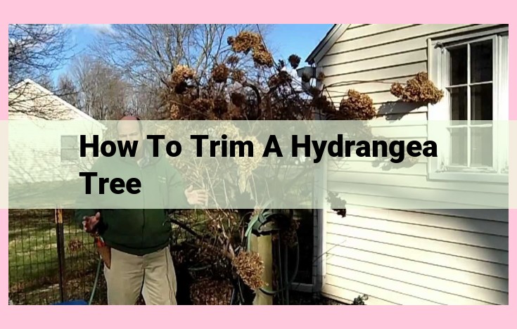 how to trim a hydrangea tree