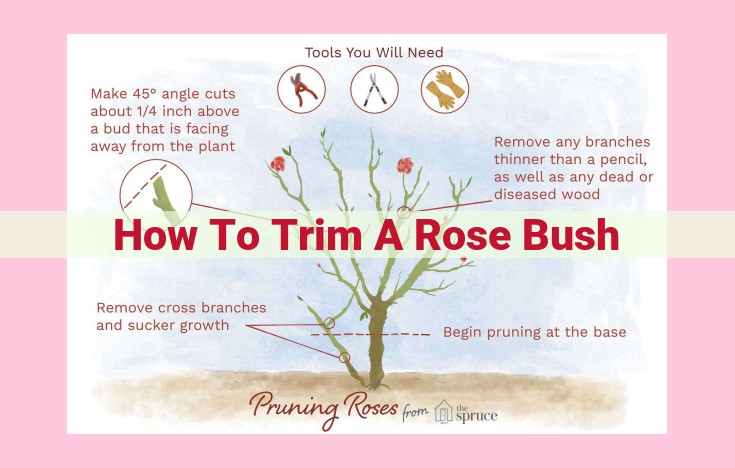 how to trim a rose bush