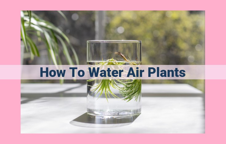 how to water air plants