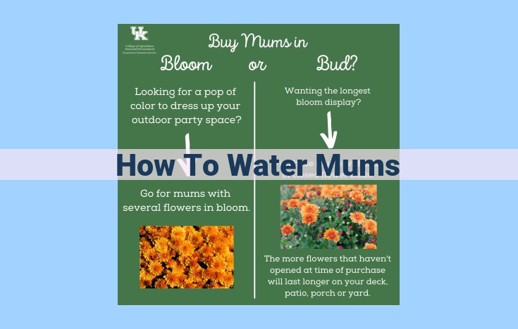 how to water mums