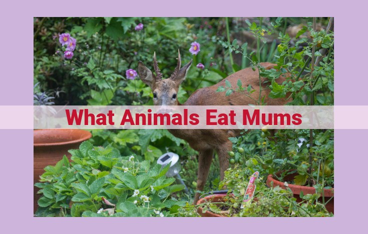 what animals eat mums