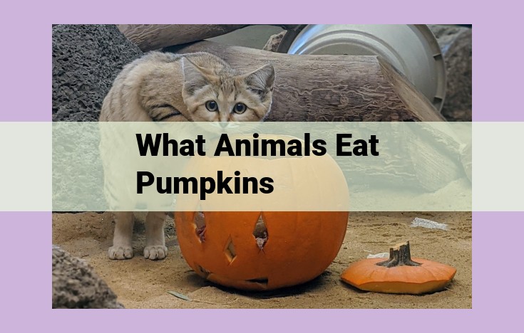 what animals eat pumpkins