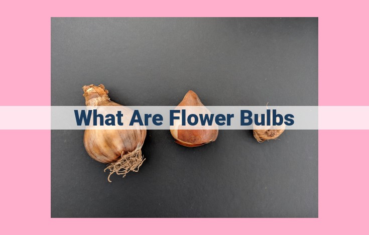 what are flower bulbs