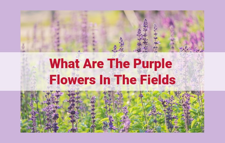 what are the purple flowers in the fields