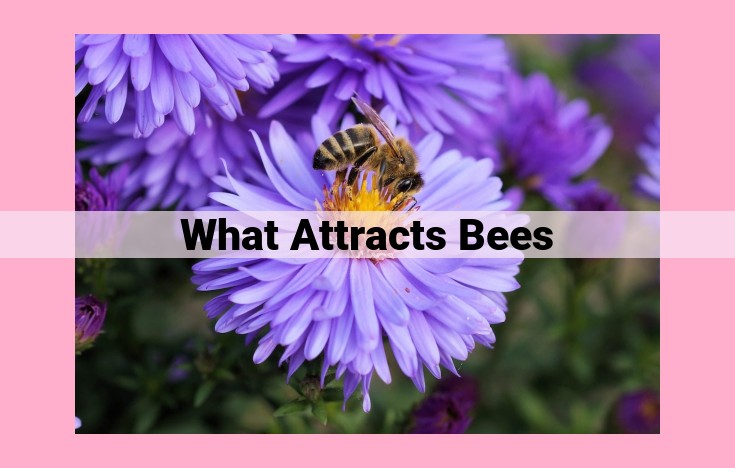 what attracts bees