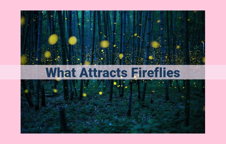 what attracts fireflies