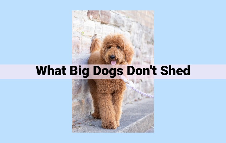 what big dogs don't shed