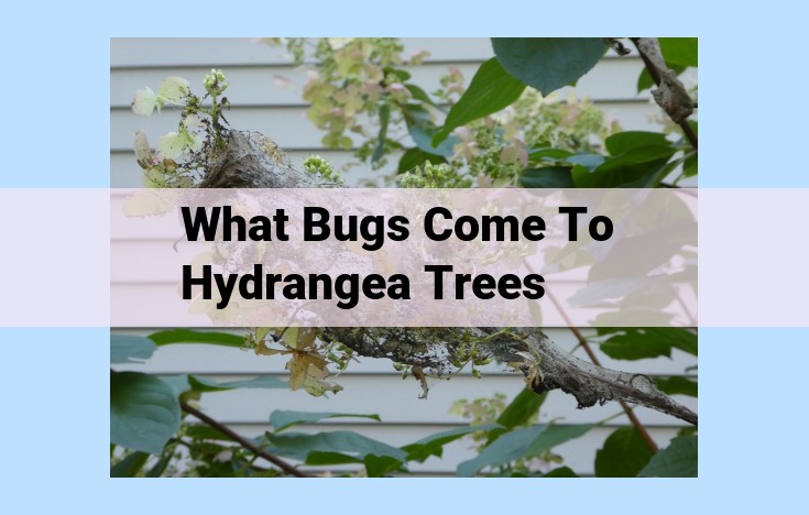 what bugs come to hydrangea trees