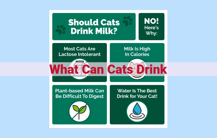 what can cats drink