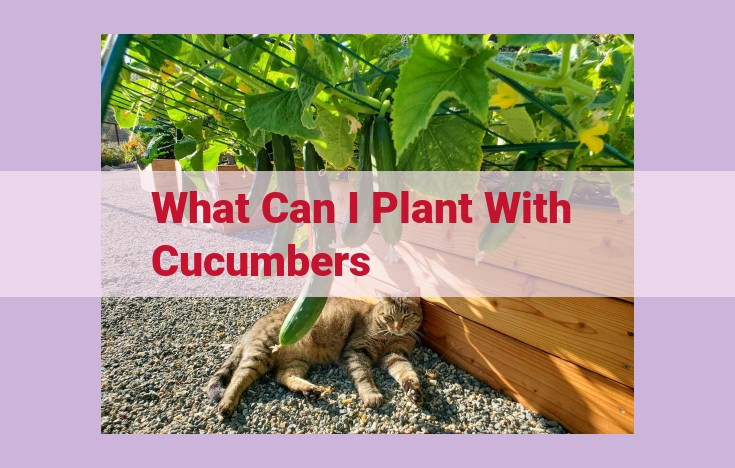 what can i plant with cucumbers