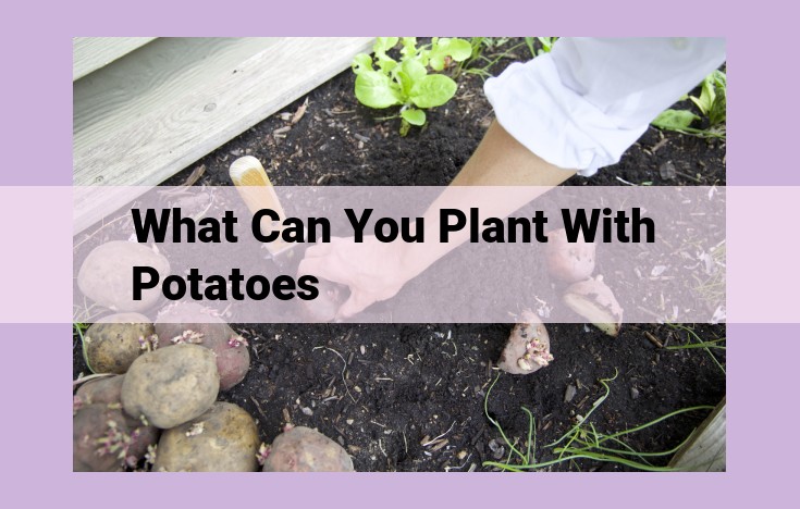 what can you plant with potatoes