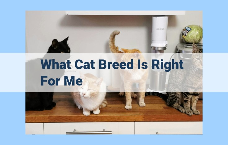 what cat breed is right for me