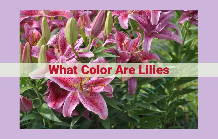 what color are lilies