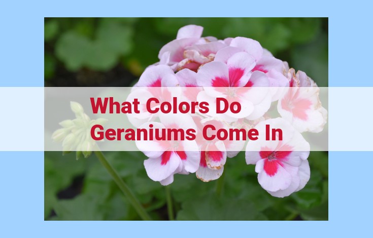 what colors do geraniums come in