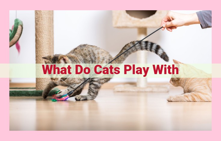 what do cats play with