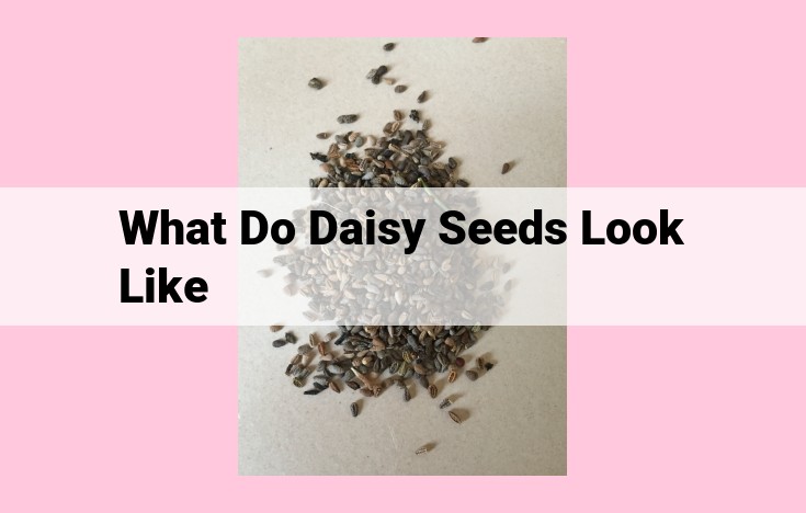 what do daisy seeds look like