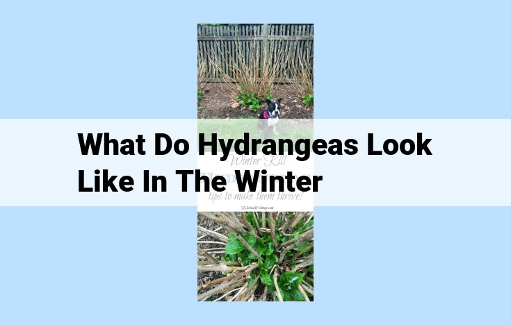 what do hydrangeas look like in the winter