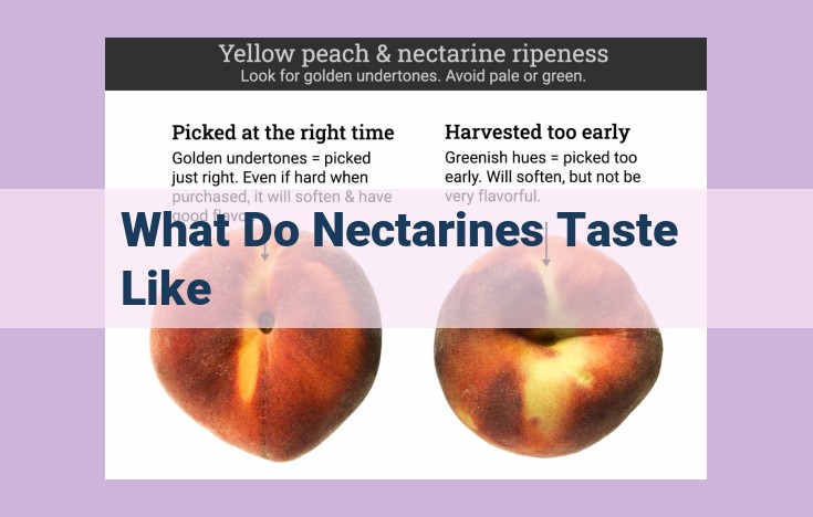 what do nectarines taste like