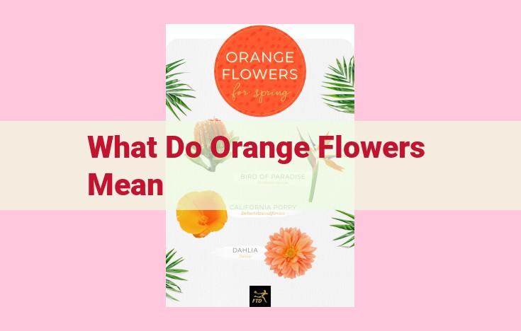 what do orange flowers mean