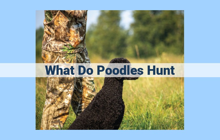 what do poodles hunt