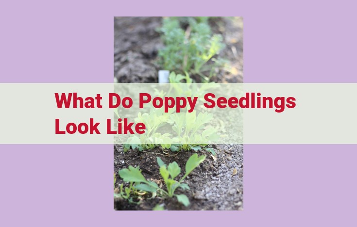 what do poppy seedlings look like