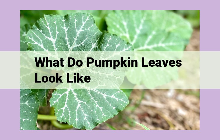 what do pumpkin leaves look like