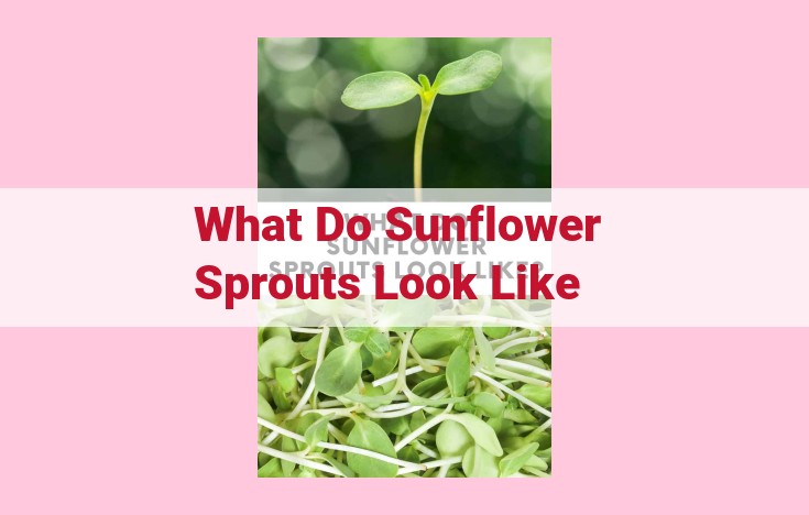 what do sunflower sprouts look like