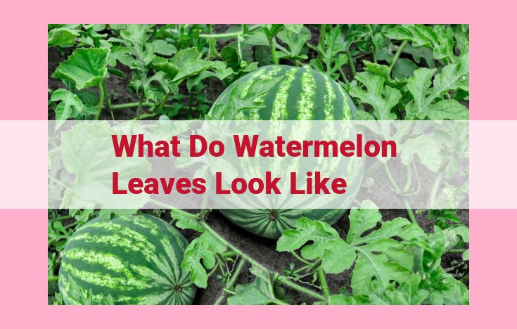 what do watermelon leaves look like