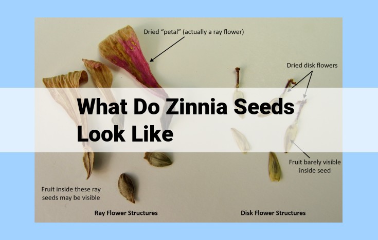 what do zinnia seeds look like