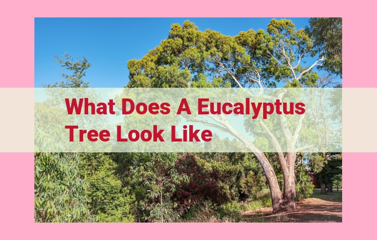 what does a eucalyptus tree look like