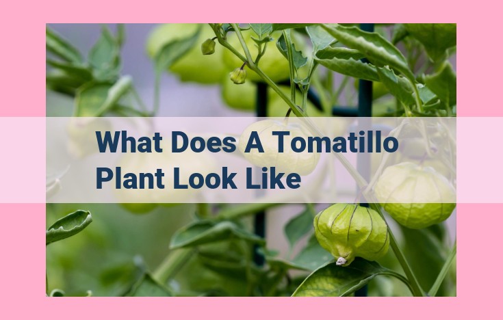 what does a tomatillo plant look like