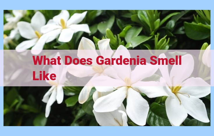 what does gardenia smell like